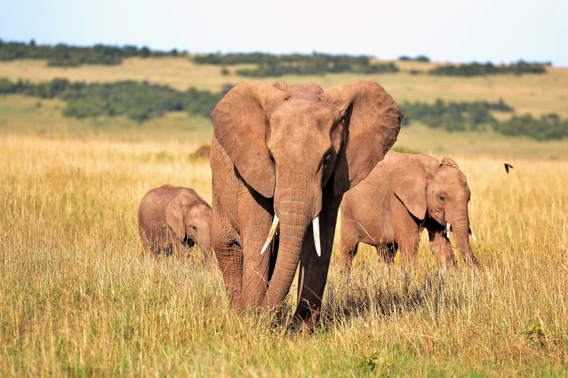 Imagen de un elefante con crías.